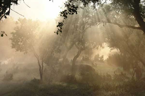 Los bosques Los bosques